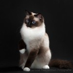 ragdoll (cichy)