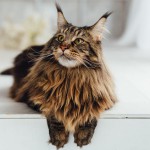 main coon (duży)