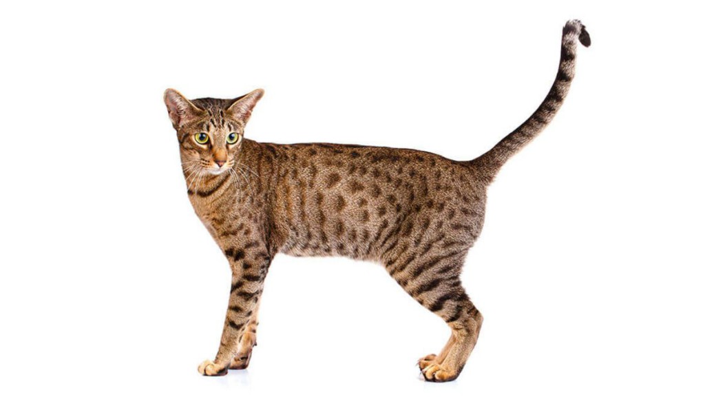 ocicat (nietypowy)