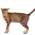 ocicat (nietypowy)